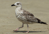 Larus armenicus